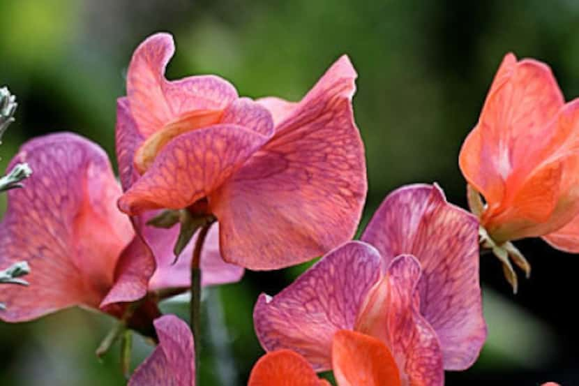 Annual sweet pea 'Blue Vein' 
