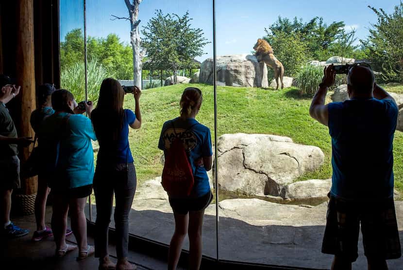  All cameras were trained  Thursday on Kamau, a 10-year-old African lion who made his public...