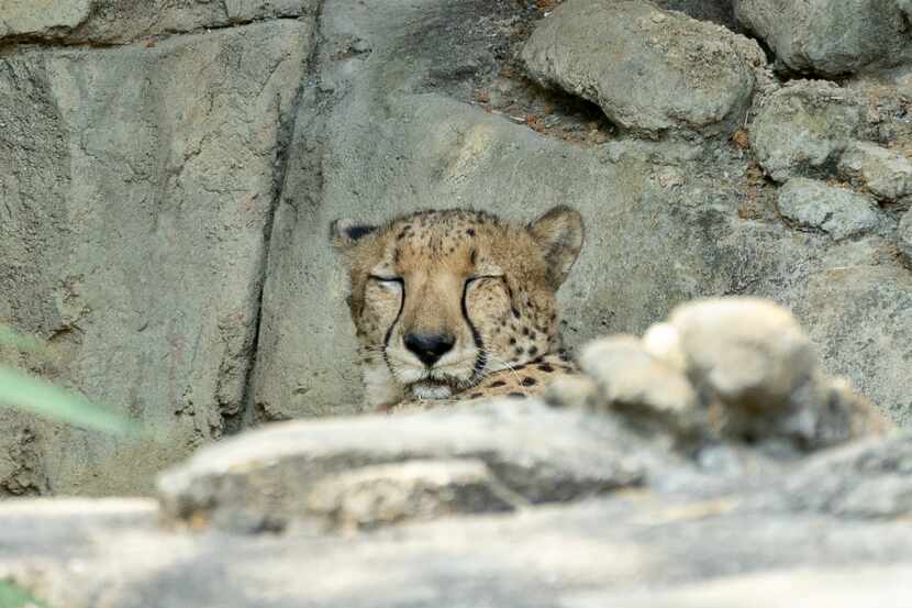 What a life! Sleep takes up much of the day for an adult cheetah. These days, much of that...