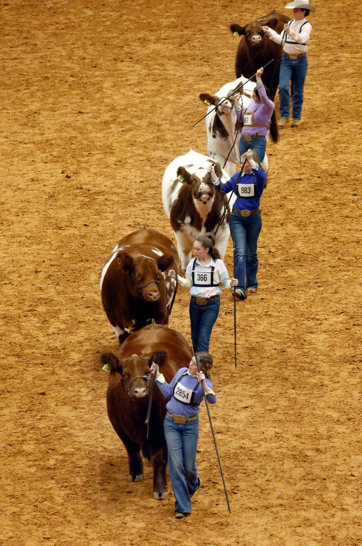 Blaykin Branscum, 17, of Muleshow, Texas (bottom) leads her Shorthorn steer, Big Red, in the...