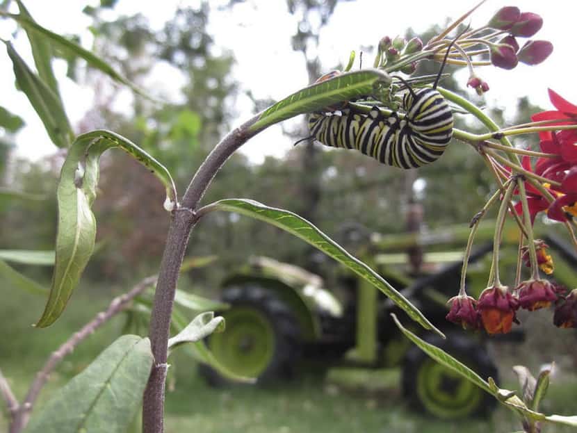 Monarch butterfly caterpillar feeding on Mexican milkweed.