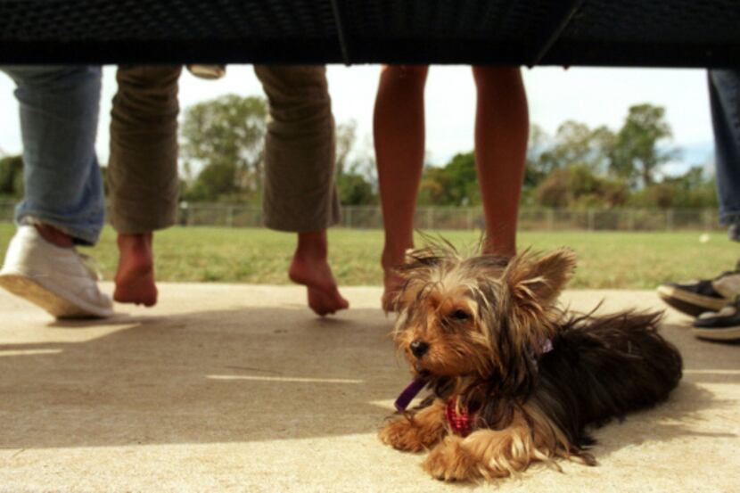 Hazel, a Yorkshire terrier, relaxes with her owners during Barktoberfest at the Fort Woof...
