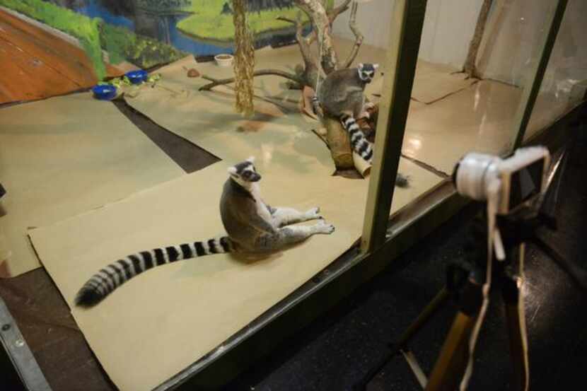 
Ring-tailed lemurs Uno (left) and Pops sit inside their enclosure at McKinney’s Heard...