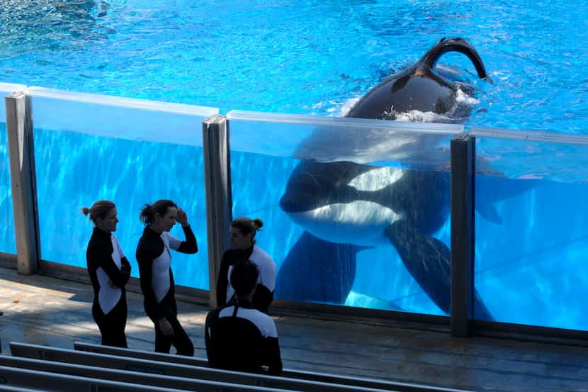  Killer whale Tilikum, with SeaWorld Orlando trainers, appears to have a bacterial infection...