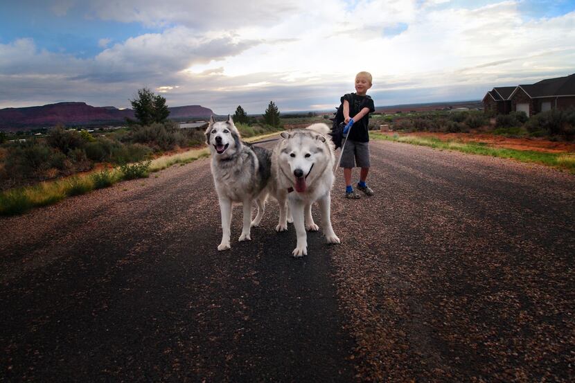 Kindergartner Harry Williams, 7, with his dogs Flora and Gandalf, head to the bus stop on...