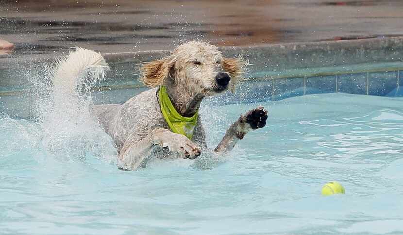 Milton, a 2-year-old golden poodle, jumps into the pool for a tennis ball
