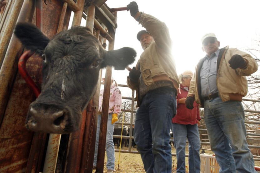 Mike Gidney (center) and his father, Norman, process and inoculate cattle on a friend's...