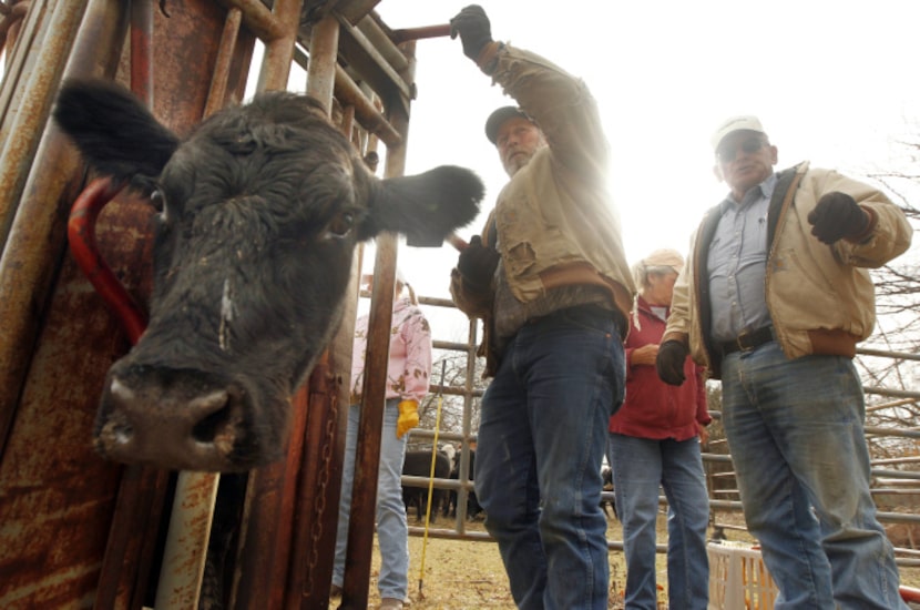 Mike Gidney (center) and his father, Norman, process and inoculate cattle on a friend's...