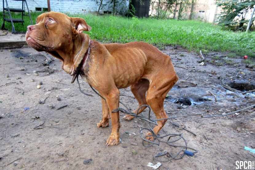 Bella, a 3-year-old pit bull mix, was taken in by the SPCA on Sept. 27, a few days before...