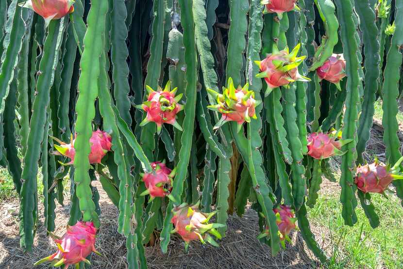 Sobre la producción, Jalisco es rico en existencia pues hay cultivos en la zona de...