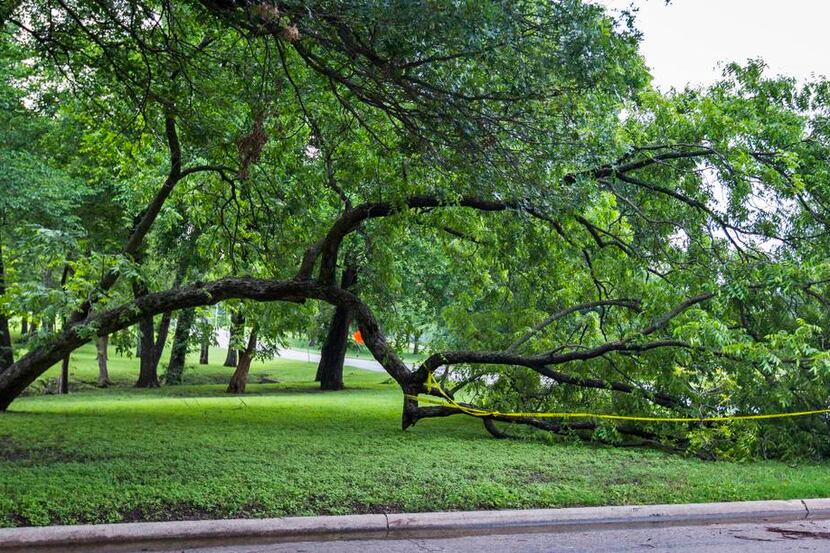 
A large tree drooped to the ground at East Grand and Clermont avenues Tuesday.

