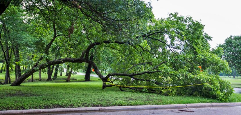 
A large tree drooped to the ground at East Grand and Clermont avenues Tuesday.

