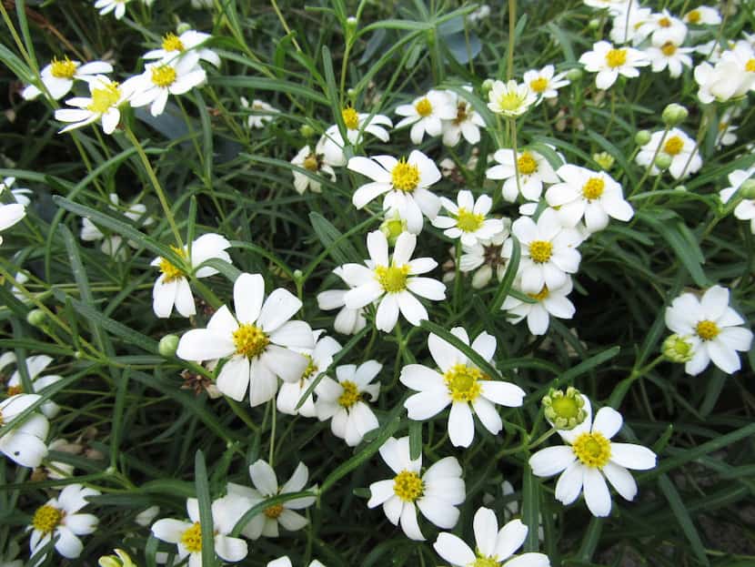 Blackfoot daisy (Melampodium leucanthum) is a white-flowering perennial for sunny and partly...