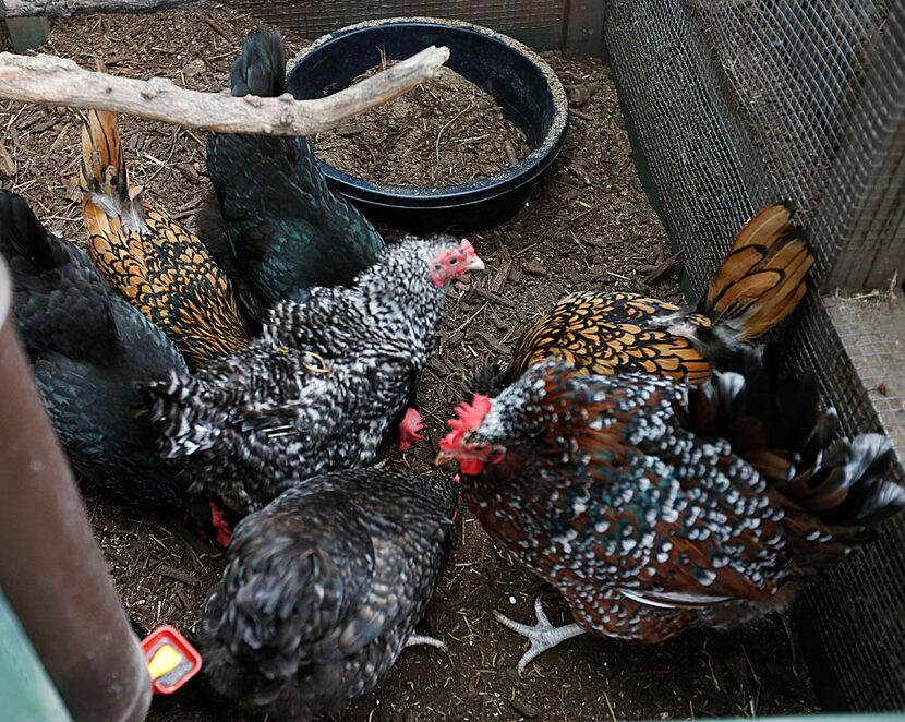 Kimberly Atchley raises several breeds of chickens.