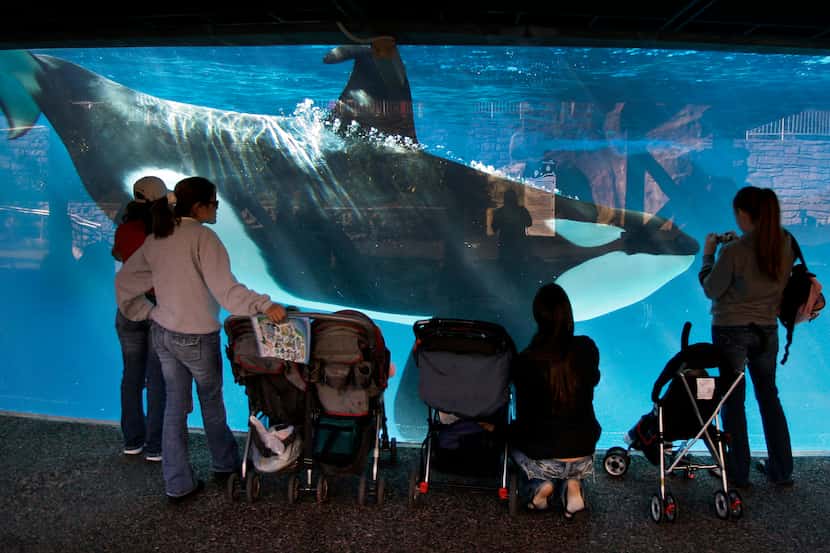 People watch a killer whale at SeaWorld in San Diego in 2006.