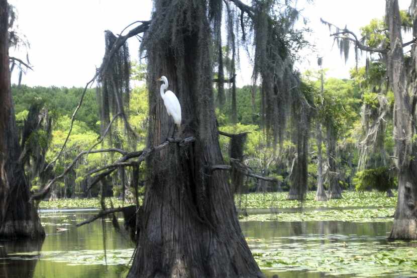 In this photo taken June 4, 2010, a Great Egret stands on the limb of a cypress tree on...