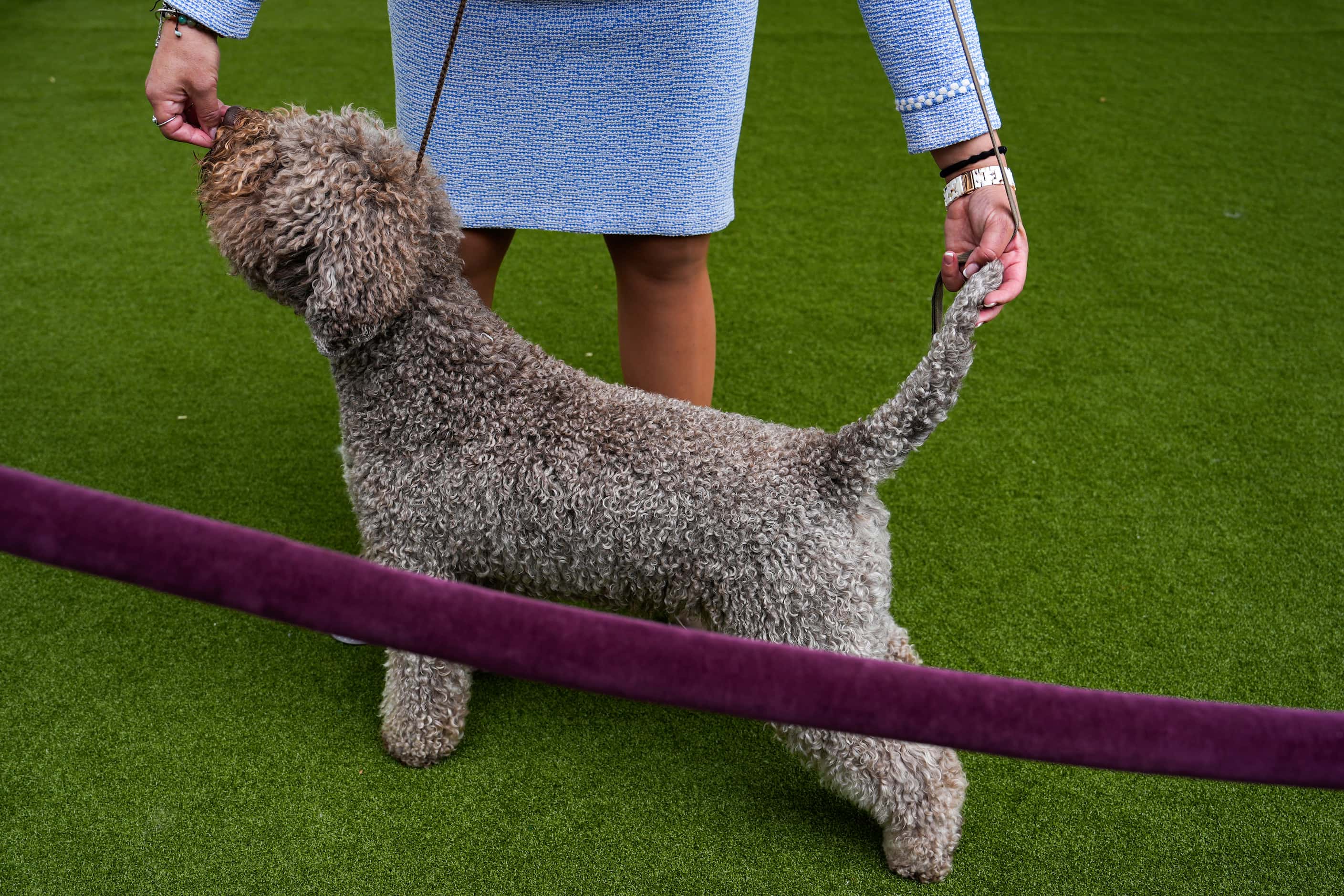 A Lagotto Romagnolo competes in breed group judging at the 148th Westminster Kennel Club Dog...