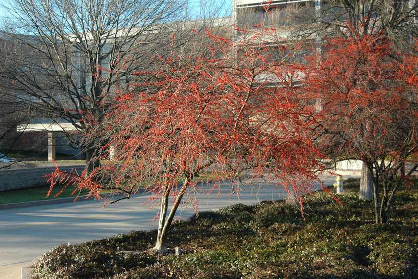 Possumhaws in mid winter have tons of red berries.