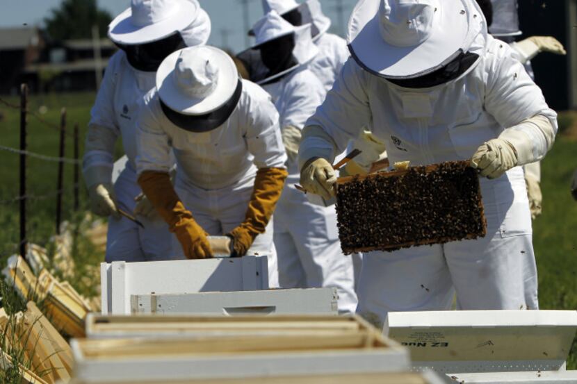 The Bonton Honey beekeepers transferred honey bees to larger hives at the packing facility...
