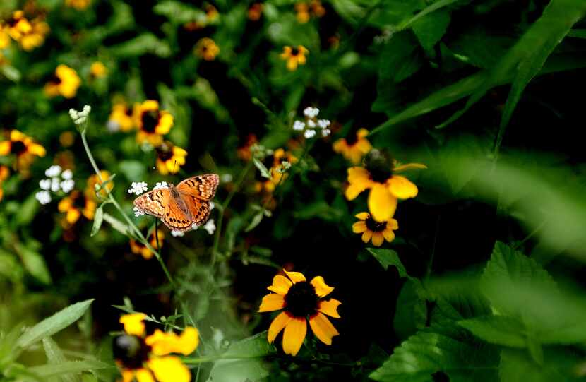 Butterflies and wildflowers are in abundance this spring at the Trinity River Audubon Center.