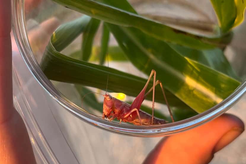 Cleburne resident Marshall Woodruff found this pink katydid while walking in the fields at...