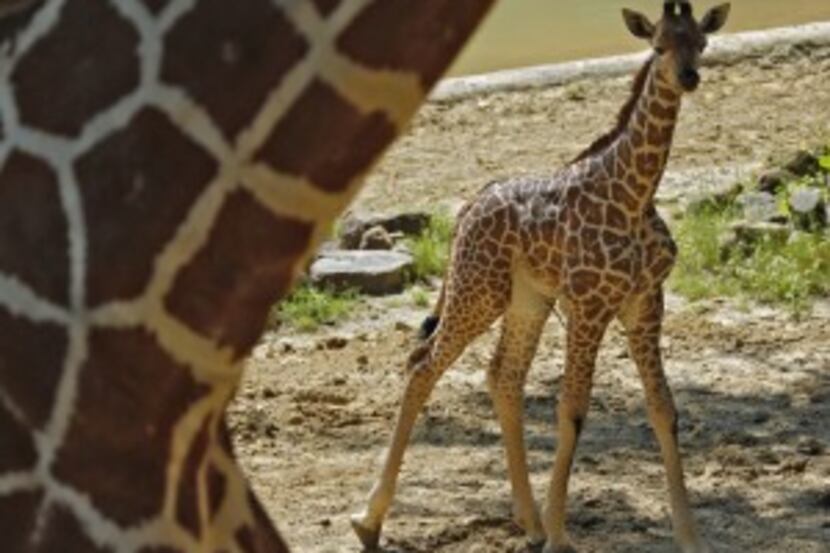  Kipenzi the baby giraffe is unveiled for the public at the Giants of the Savannah exhibit...