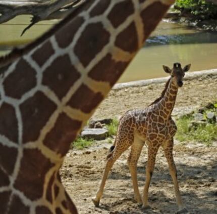  Kipenzi the baby giraffe is unveiled for the public at the Giants of the Savannah exhibit...
