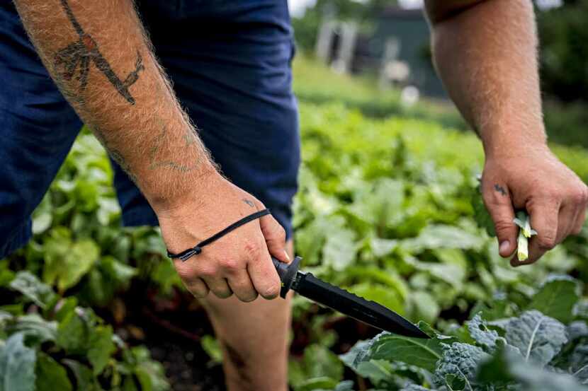 Jarrad Rush cuts greens with a knife while harvesting at Farmers Assisting Returning...
