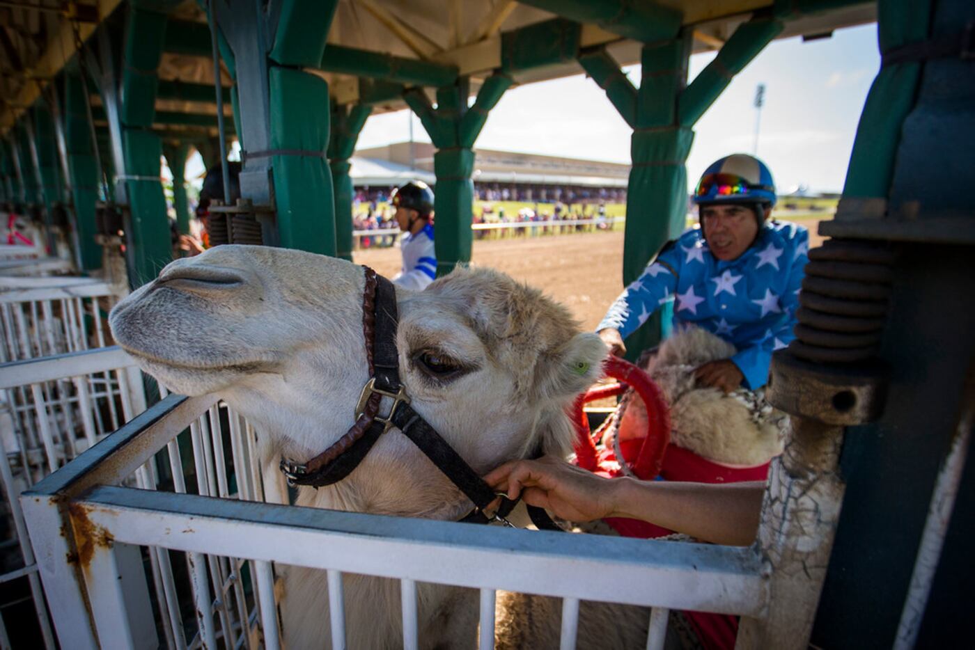 Jockey Alex Alvarado prepares to ride a camel from the starting gates during "Extreme...