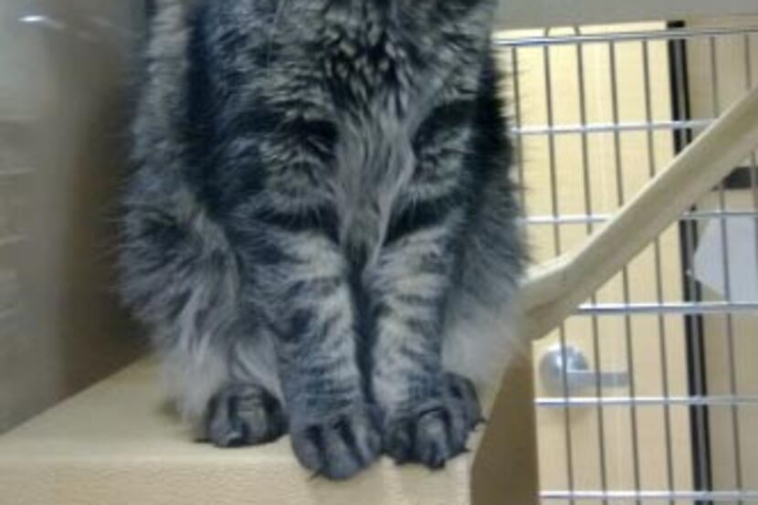 ORBIE
Sex: male
Breed: domestic shorthair
Age: 3 years
Orbie is a loveable and gentle giant....
