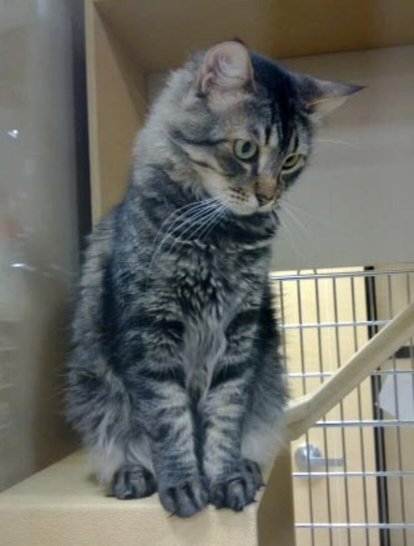 ORBIE
Sex: male
Breed: domestic shorthair
Age: 3 years
Orbie is a loveable and gentle giant....