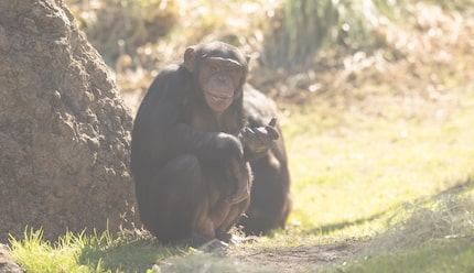 Mshindi, 7, left for the Los Angeles Zoo on Jan. 12.