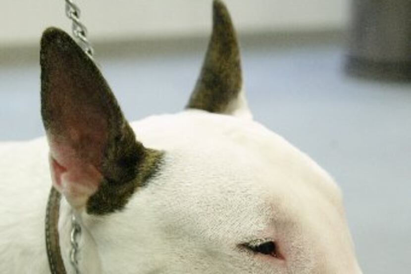 A bull terrier like this one bit two children in East Dallas this year.