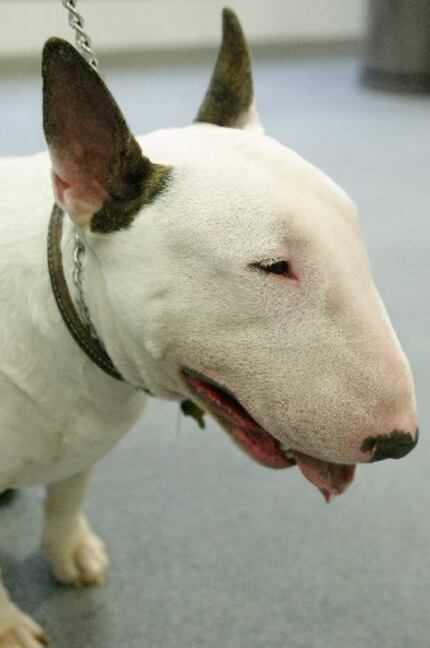A bull terrier like this one bit two children in East Dallas this year.