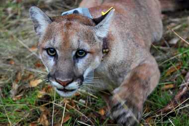 Este puma o león de montaña es similar al que fue visto en Rowlett y que, al parecer, fue...