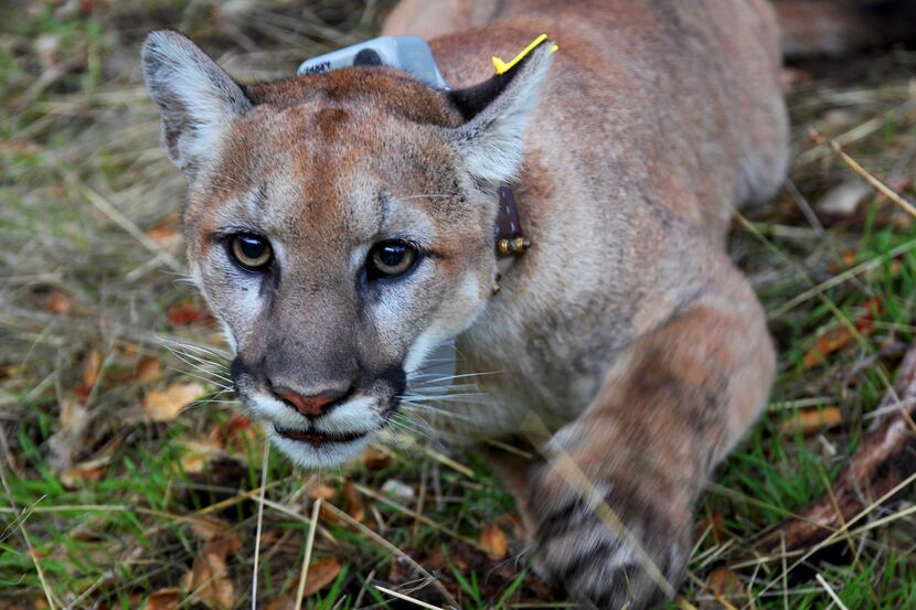 This Dec. 12, 2019, file photo provided by the National Park Service shows a mountain lion,...