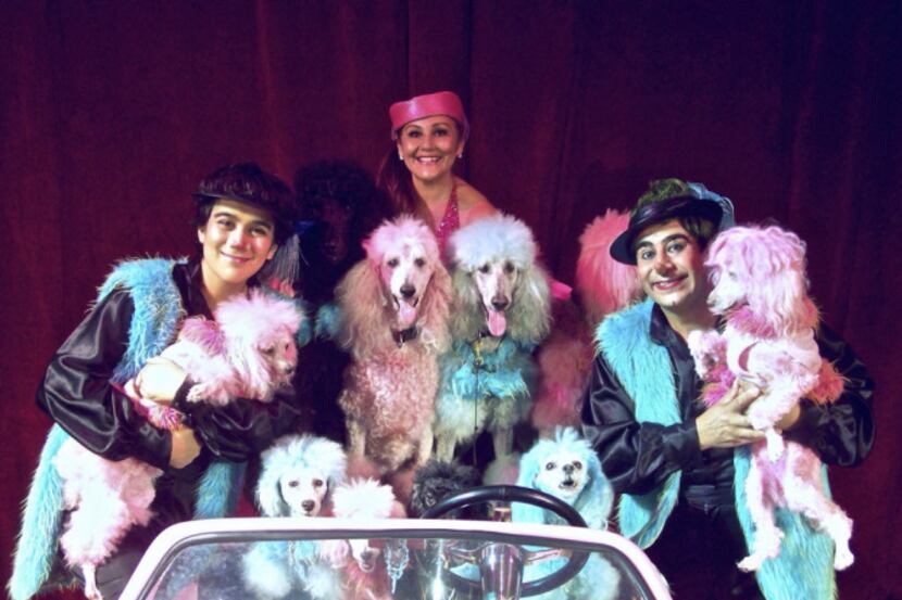 The Cartoon Poodles, a troop of canines that do everything from dancing to riding scooters...
