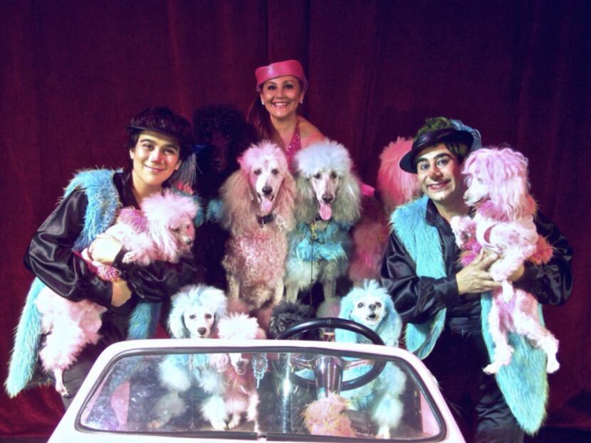 The Cartoon Poodles, a troop of canines that do everything from dancing to riding scooters...