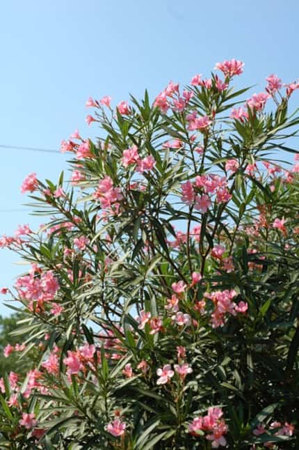 The oleander plant.