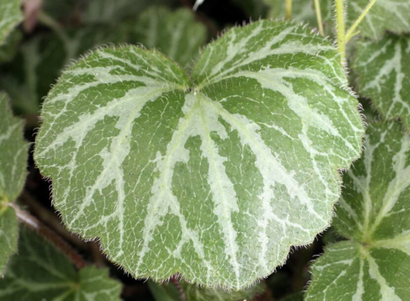 The silvery markings on the top of the strawberry geranium's leaves and the reddish...
