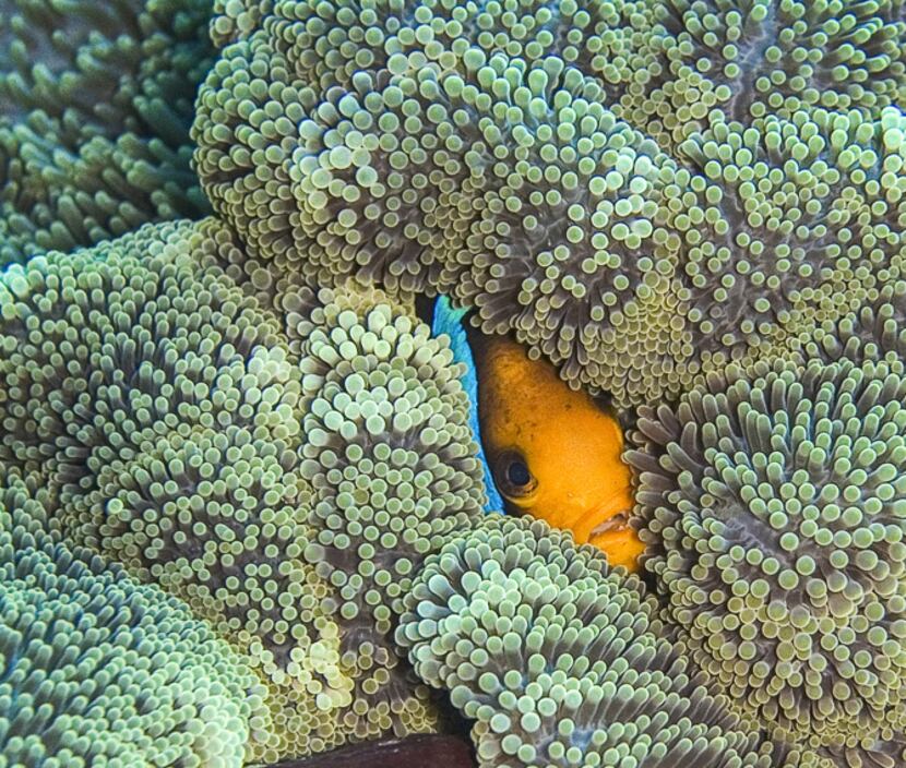 Orange Fin Anemone Fish peeks out from large Carpet Anemone. Kosrae, Federated States of...