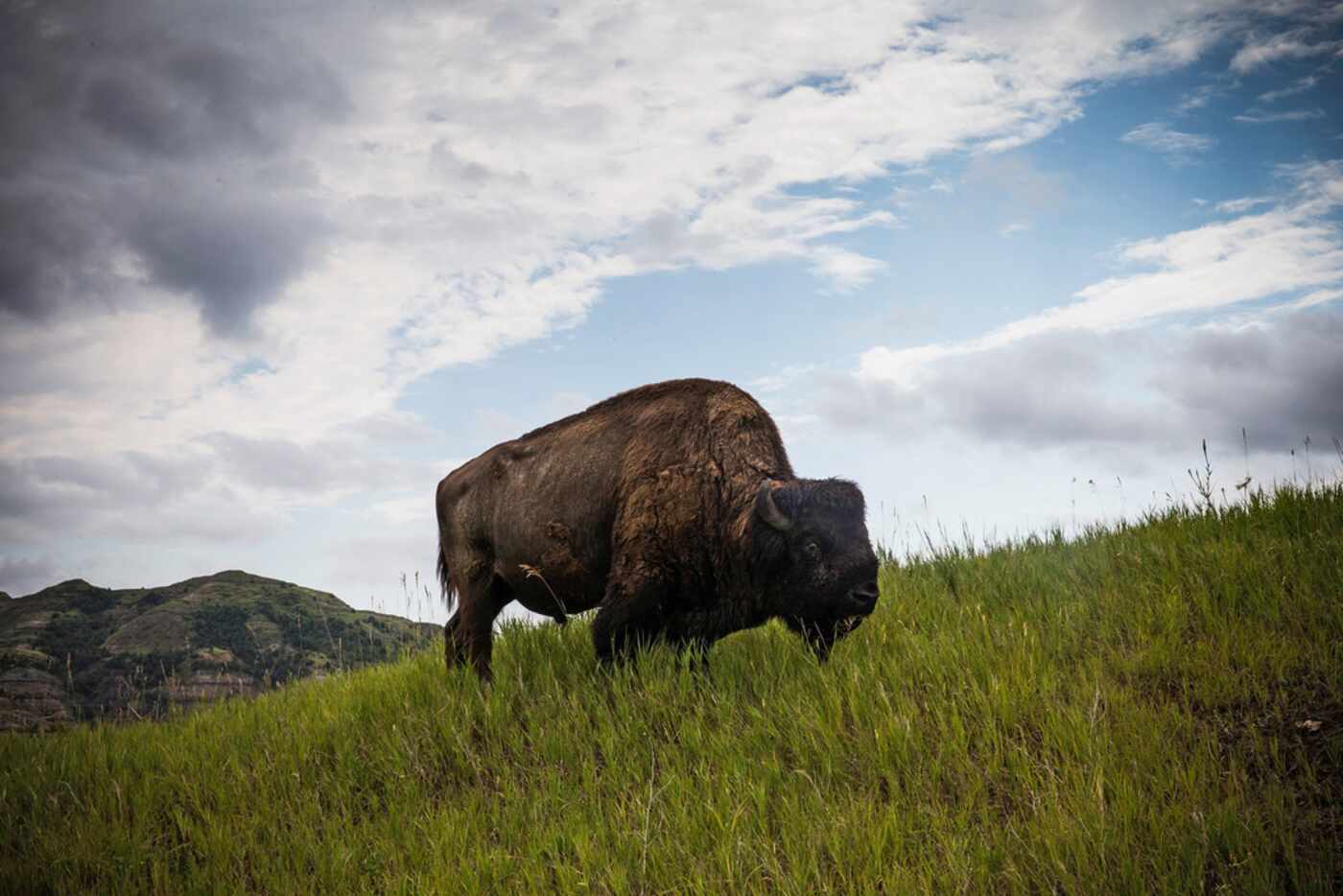 A buffalo grazes in Theodore Roosevelt National Park outside Watford City, N.D. 