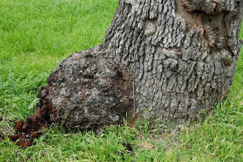 Canker can create issues at the base of tree trunks.