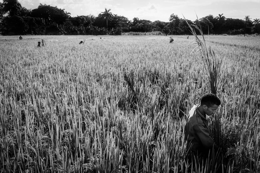 Workers harvest rice at sunset in the Cuban village of El Zarzal in one of the pictures from...