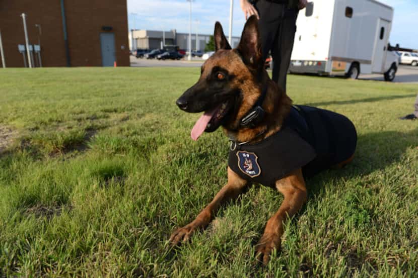 Bullet, a 2-and-a-half-year-old Belgian Malinois and member of the Grand Prairie Police...