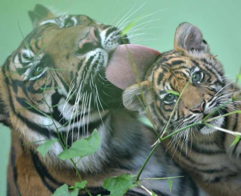 Tiger mother "Malea" cuddles her baby "Berani" in their outdoor enclosure at the zoo in...