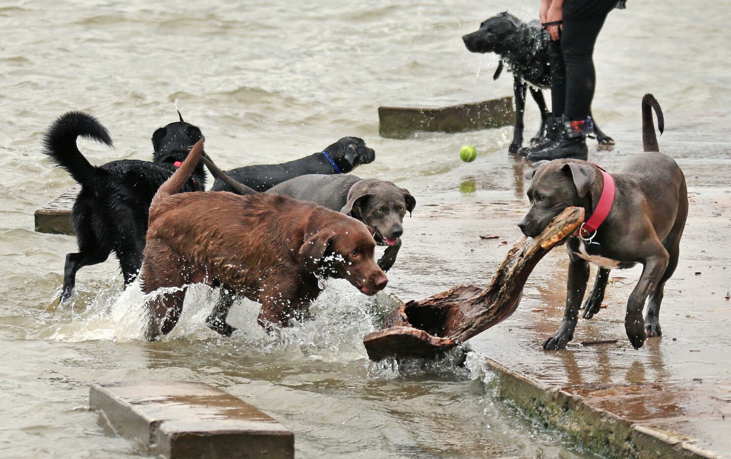 There are plenty of items to fetch out of the water as these canines enjoy the lake at White...