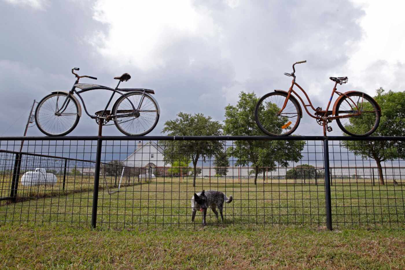 A fence at Golden Farms in Celina is decorated with bicycles.