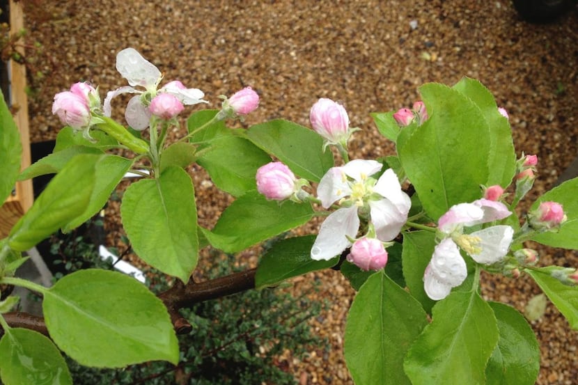 If your apple tree  blooms early, all you can do is hope the weather works in your favor.