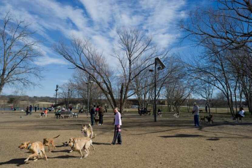
Dogs run at the White Rock Lake Dog Park. A Mesquite Facebook group was formed by more than...